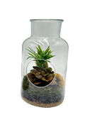 Small Hole in One Terrarium